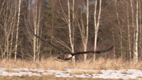 Close-up portrait of White-tailed Eagle, Haliaeetus albicilla, sitting in the br Stock Footage 300719267