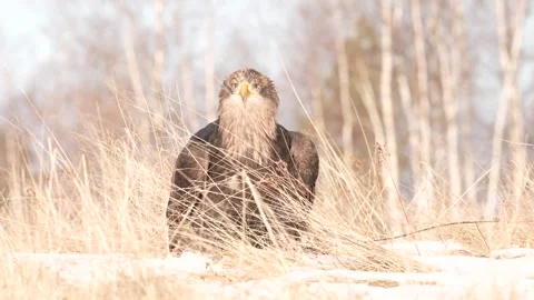 Close-up portrait of White-tailed Eagle, Haliaeetus albicilla, sitting in the br Video stock 300719338