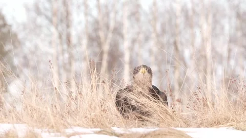Close-up portrait of White-tailed Eagle, Haliaeetus albicilla, sitting in the br Stock Footage 300719392