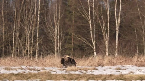 Close-up portrait of White-tailed Eagle, Haliaeetus albicilla, sitting in the br Stock Footage 300720168