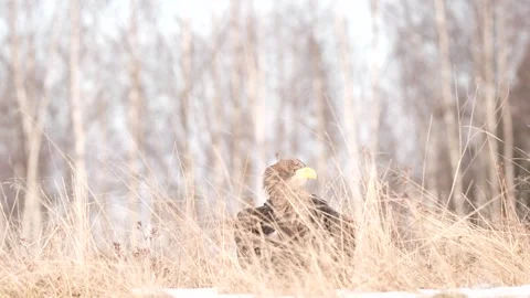 Close-up portrait of White-tailed Eagle, Haliaeetus albicilla, sitting in the br Stock Footage 300720931