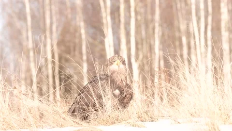 Close-up portrait of White-tailed Eagle, Haliaeetus albicilla, sitting in the br Stock Footage 300720979