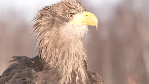 Close-up portrait of White-tailed Eagle, Haliaeetus albicilla, sitting in the br Stock Footage 300723586