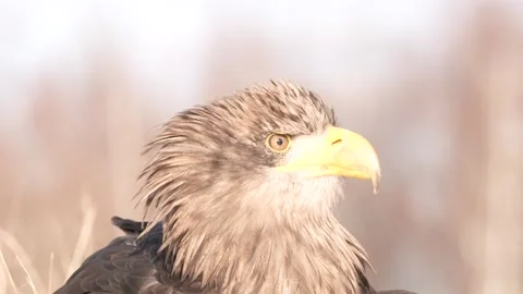 Close-up portrait of White-tailed Eagle, Haliaeetus albicilla, sitting in the br Stock Footage 300723777