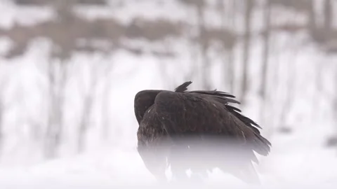 Close-up portrait of White-tailed Eagle, Haliaeetus albicilla, sitting in the br Stock Footage 300724124