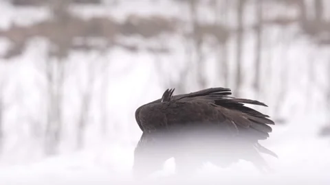Close-up portrait of White-tailed Eagle, Haliaeetus albicilla, sitting in the br Stock Footage 300724475