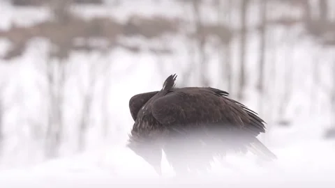 Close-up portrait of White-tailed Eagle, Haliaeetus albicilla, sitting in the br Stock Footage 300724550
