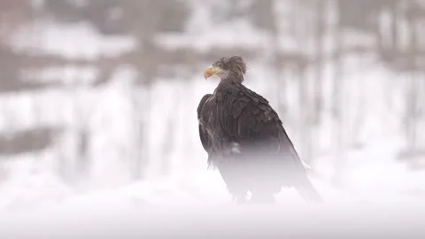 Close-up portrait of White-tailed Eagle, Haliaeetus albicilla, sitting in the br Stock Footage 300764510