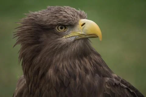 Close up portrait of a white tailed eagle profile view Stock Photos