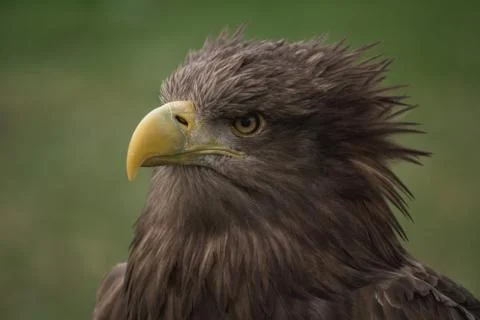 Close up portrait of a white tailed eagle profile view Stock Photos