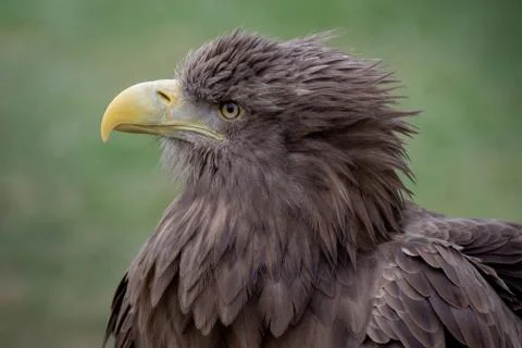 Close up portrait of a white-tailed eagle profile view Stock Photos