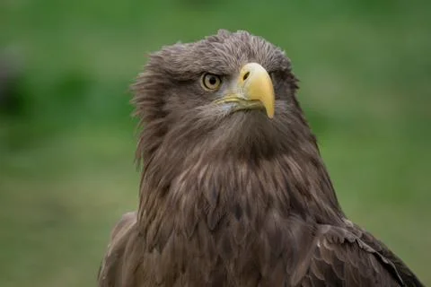 Close up portrait of a white-tailed eagle front view Stock Photos