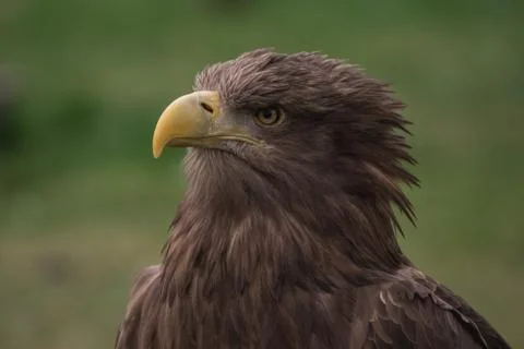 Close up portrait of a white tailed eagle profile view Stock Photos