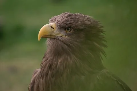 Close up portrait of a white tailed eagle profile view Stock Photos