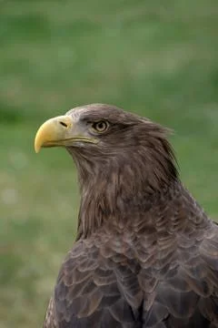Close up portrait of a white tailed eagle profile view Stock Photos