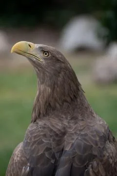 Close up portrait of a white tailed eagle profile view Stock Photos