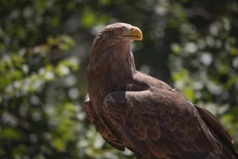 Close up portrait of a white tailed eagle profile view Stock Photos