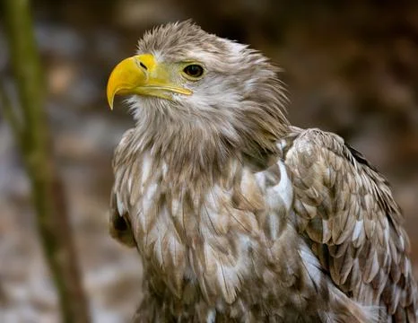 Close-Up Portrait Of White-Tailed Eagle Stock Photos