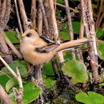 Close up portrait of a wild bearded tit bird perched on bamboo reed stalks stock Stock Photos