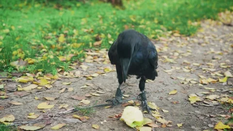 Close-up portrait. Wild bird rook. huge black northern raven walk on green grass Stock Footage 313201223