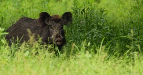 Close up portrait of wild boar standing in grass and others follow it Stock Footage 260301671