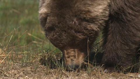 Close up portrait of wild brown bear walks and looking for food on summer Stock Footage 309291598