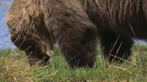 Close-up portrait of a wild brown bear eating grass on green meadow in summer Stock Footage 309609135