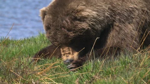 Close-up portrait of a wild brown bear eating grass on meadow in summer Stock Footage 310219773