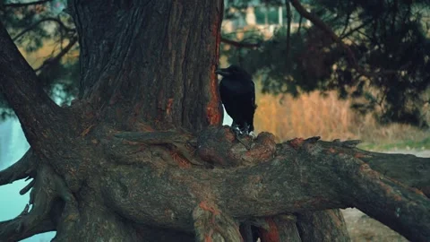 Close-up portrait. Wild huge black northern raven on branch. Backdrop summer Stock Footage 313199933