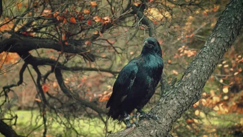 Close-up portrait. Wild huge black northern raven on branch pecks tree bark Stock Footage 313200510
