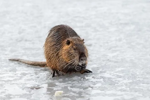 Close-up portrait of a wild nutria.Local people usually feed wild coypu by ve Stock Photos