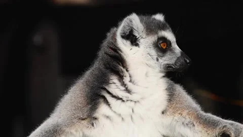 Close up portrait of a wild ring-tailed lemur in nature 動画素材 337758824