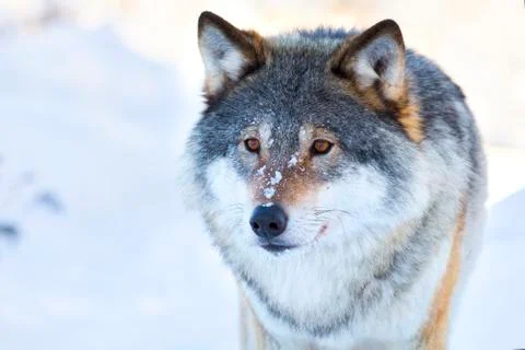 Close-up portrait of a wolf in the winter Stock Photos