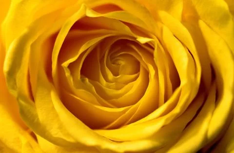 A close up portrait of a yellow rose bud. You can see all the details and the Stock Photos