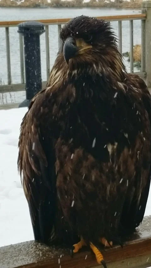 Close up portrait young bald eagle Unalaska Alaska Stock Footage 338278195