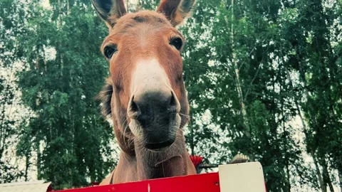 Close-Up Portrait of Young Brown Mule Looking Over Fence Stock Footage 340966974