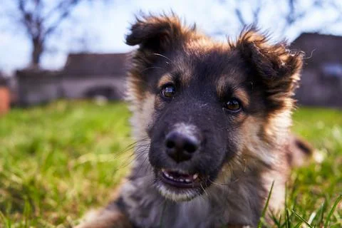 Close-up Portrait of Young Dog. Puppy Looks Camera Stock Photos