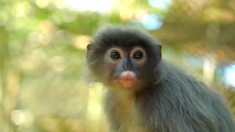 Close-up portrait of a young dusky leaf monkey with soft grey fur and large.. Stock Footage 331898039