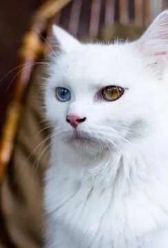 A close up portrait of a young heterochromic or odd-eyed white fur domestic cat Stock Photos