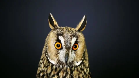 Close-up portrait of young long-eared owl Stock Footage 62308923