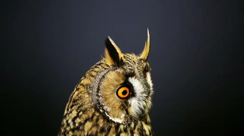 Close-up portrait of young long-eared owl  Stock Footage 62450072