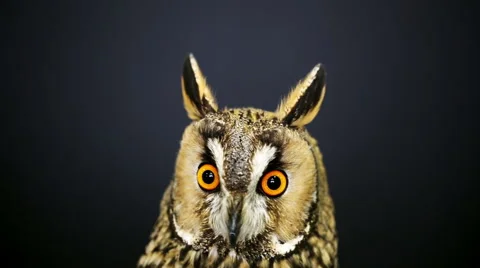Close-up portrait of young long-eared owl 5 Stock Footage 62450258