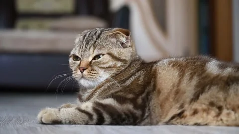 Close up portrait of a young scottish fold cat. Stock Footage 135140091