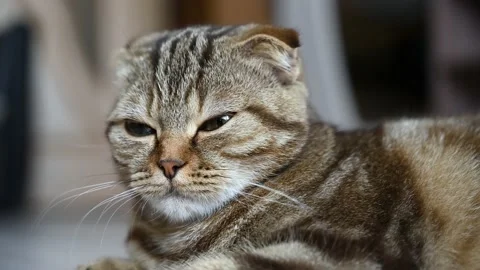 Close up portrait of a young scottish fold cat. Stock Footage 135140225