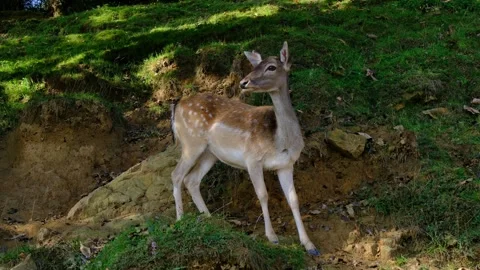 Close Up Portrait Of Young Spotted Deer Slovenia Stock Footage 345601079