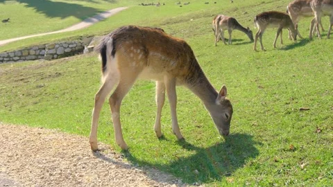 Close Up Portrait Of Young Spotted Deer Slovenia Stock Footage 345601211