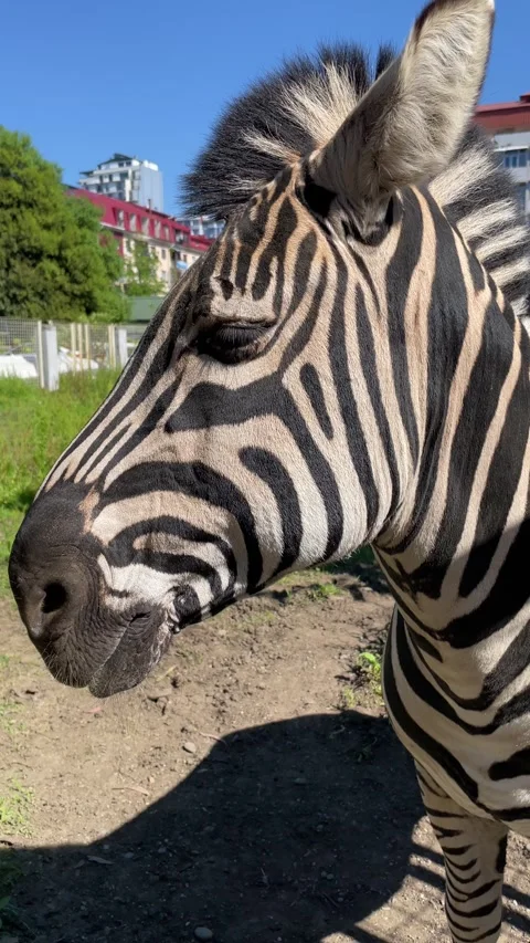 Close-up portrait of a zebra in bright sunlight, showing detailed black and.. Stock Footage 339331871