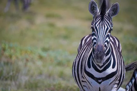 Close-Up Portrait of Zebra Staring Into Camera on African Savanna. Stock Photos