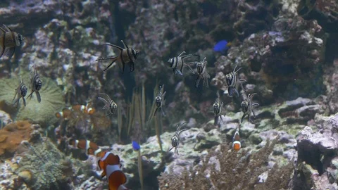 Close up. pose gray fish with black transverse stripes and sharp long fins. Video stock 121092819