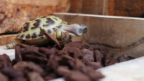 Close up pose of Russian Tortoise nice pet.It is standing and slowly movement Stock Footage 139424748